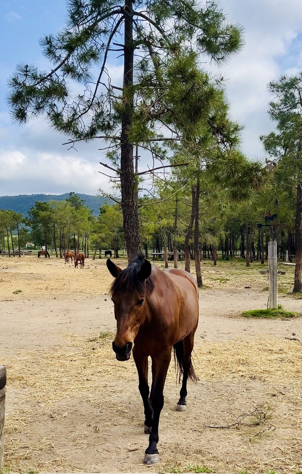 Pinares y caballos de The Ranch, Santa Cristina d'Aro